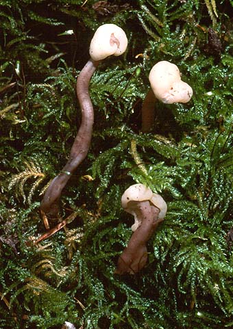 Cudonia circinans